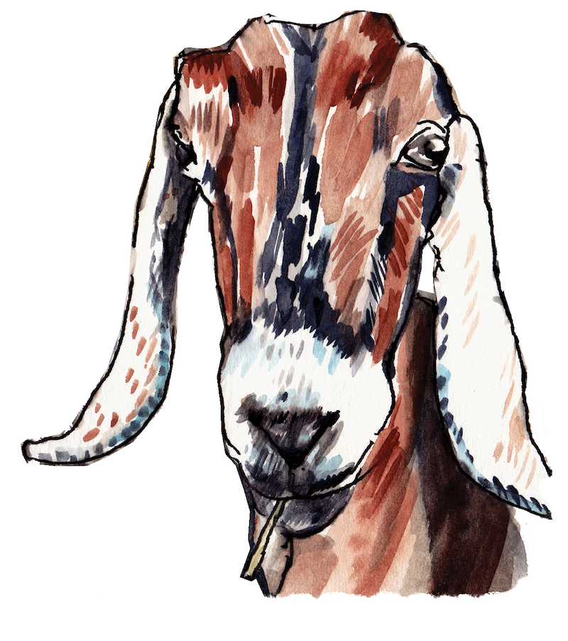 An illustration of Myrtle